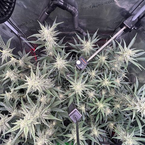 Strawberry Milk & Quookies growlog timeline photo