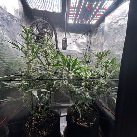 Strawberry Milk & Quookies growlog timeline photo