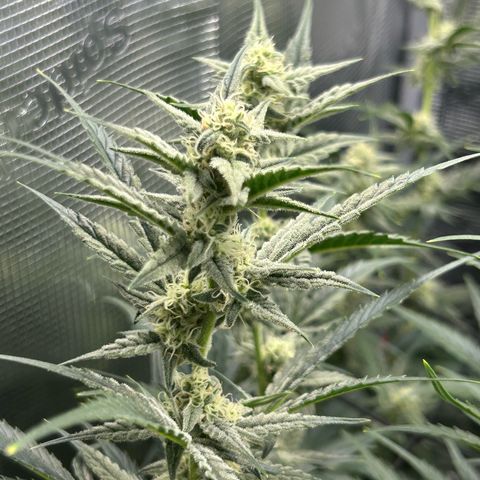 Strawberry Milk & Quookies growlog timeline photo