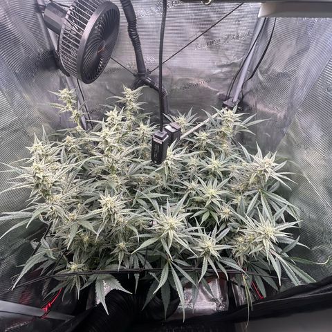 Strawberry Milk & Quookies growlog timeline photo