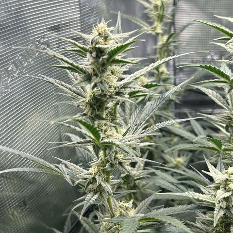 Strawberry Milk & Quookies growlog timeline photo