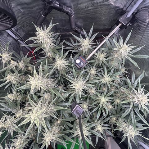 Strawberry Milk & Quookies growlog timeline photo