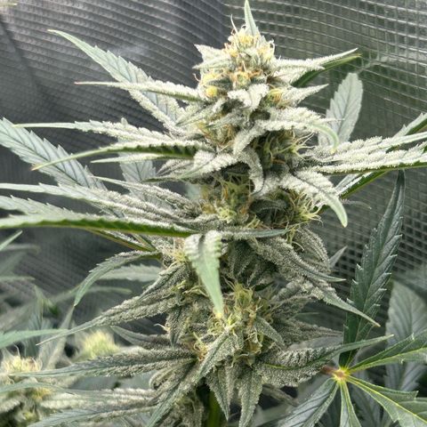 Strawberry Milk & Quookies growlog timeline photo