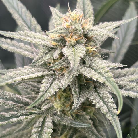 Strawberry Milk & Quookies growlog timeline photo