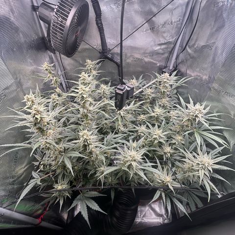 Strawberry Milk & Quookies growlog timeline photo