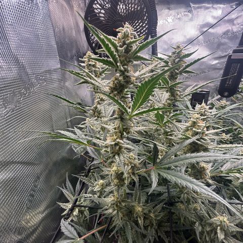 Strawberry Milk & Quookies growlog timeline photo