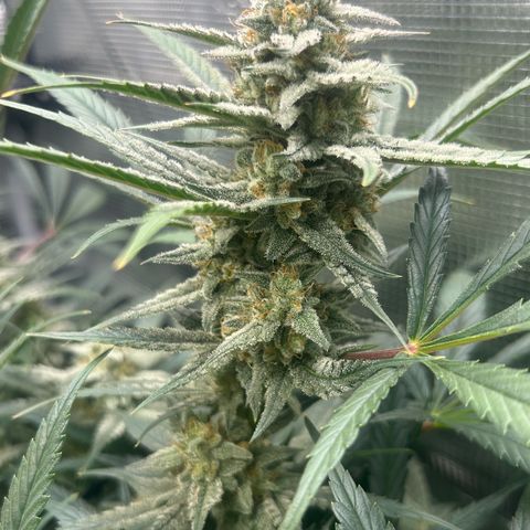 Strawberry Milk & Quookies growlog timeline photo