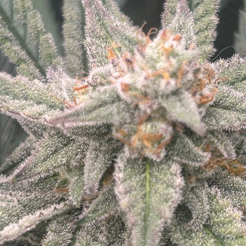 Strawberry Milk & Quookies growlog timeline photo