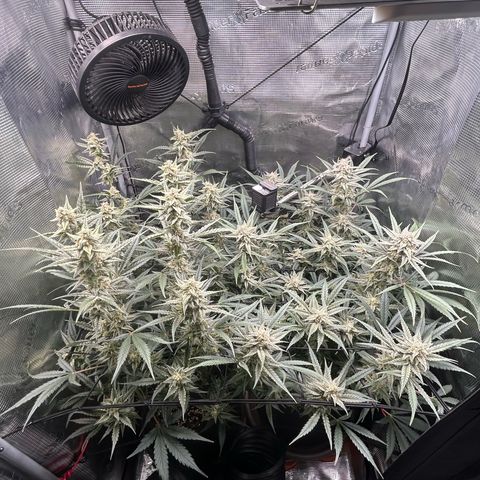 Strawberry Milk & Quookies growlog timeline photo