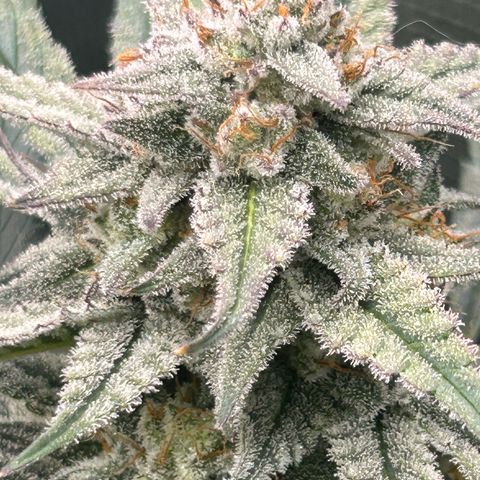 Strawberry Milk & Quookies growlog timeline photo