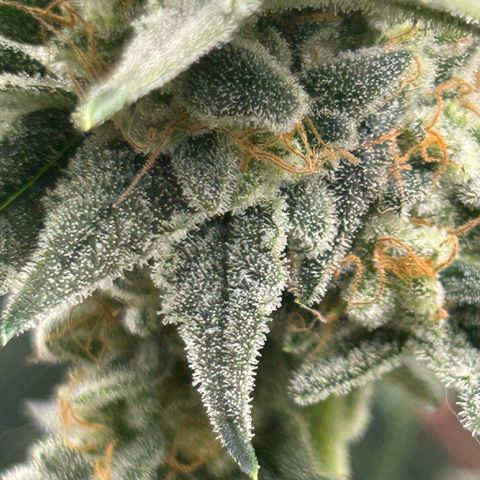 Strawberry Milk & Quookies growlog timeline photo