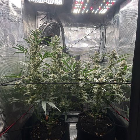 Strawberry Milk & Quookies growlog timeline photo