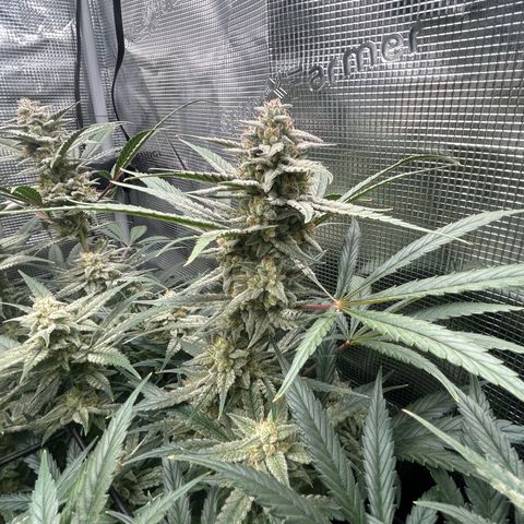 Strawberry Milk & Quookies growlog timeline photo