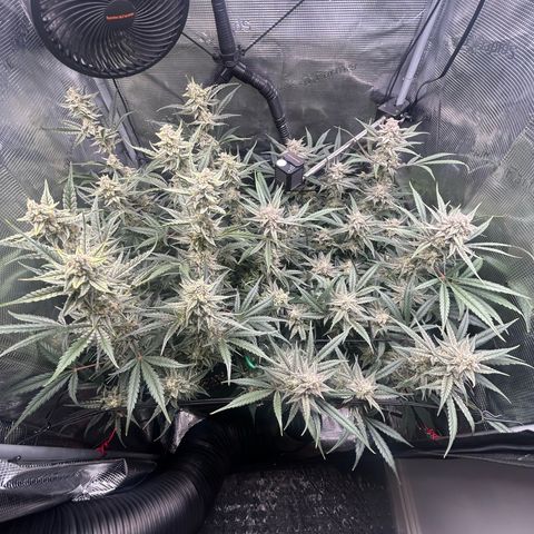 Strawberry Milk & Quookies growlog timeline photo