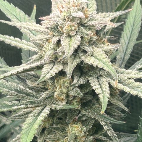 Strawberry Milk & Quookies growlog timeline photo