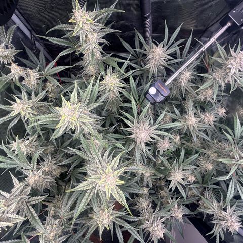 Strawberry Milk & Quookies growlog timeline photo
