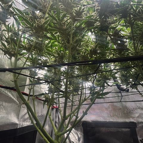 Strawberry Milk & Quookies growlog timeline photo