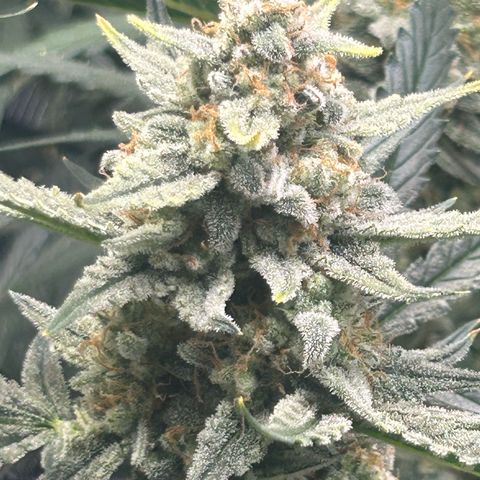 Strawberry Milk & Quookies growlog timeline photo