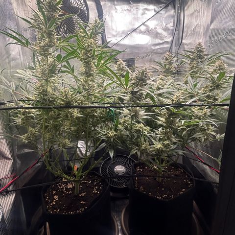 Strawberry Milk & Quookies growlog timeline photo
