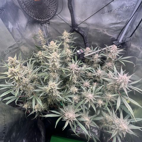 Strawberry Milk & Quookies growlog timeline photo
