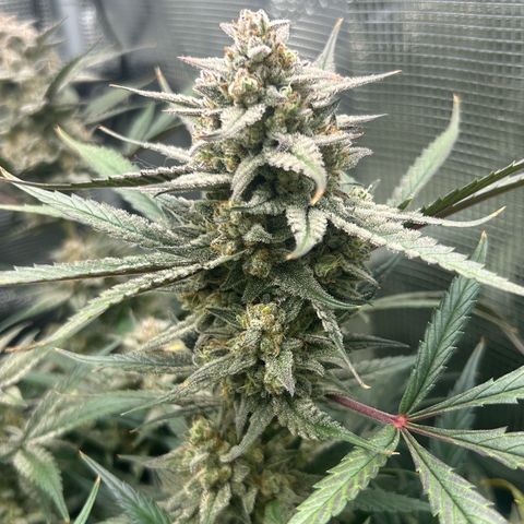 Strawberry Milk & Quookies growlog timeline photo
