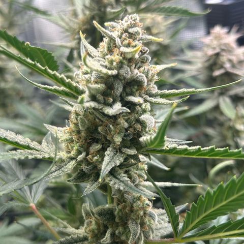 Strawberry Milk & Quookies growlog timeline photo