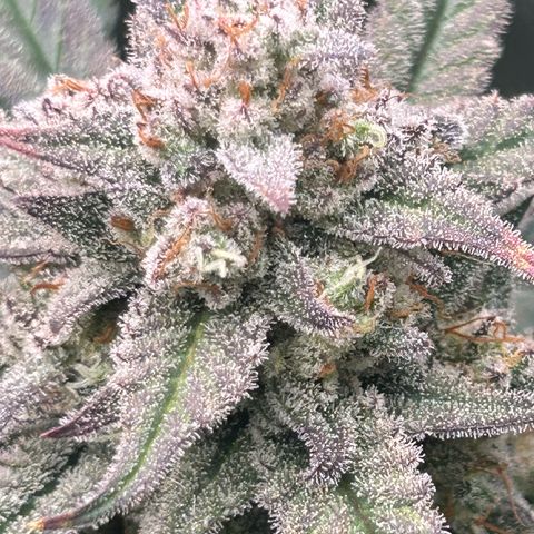Strawberry Milk & Quookies growlog timeline photo
