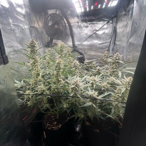 Strawberry Milk & Quookies growlog timeline photo