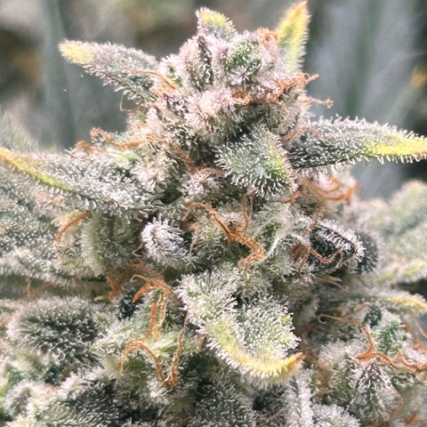 Strawberry Milk & Quookies growlog timeline photo