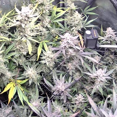 Strawberry Milk & Quookies growlog timeline photo