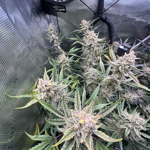 Strawberry Milk & Quookies growlog timeline photo
