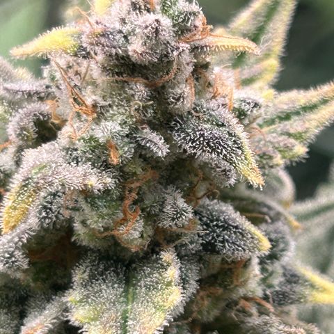 Strawberry Milk & Quookies growlog timeline photo