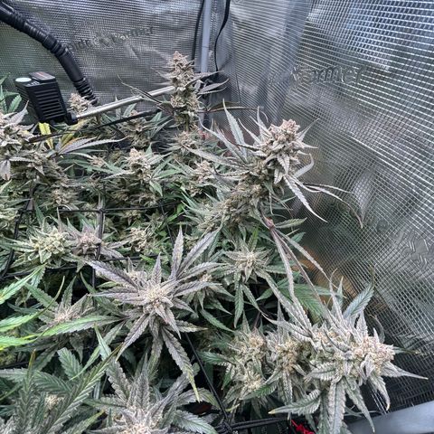 Strawberry Milk & Quookies growlog timeline photo