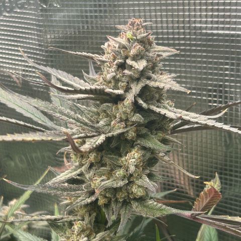 Strawberry Milk & Quookies growlog timeline photo