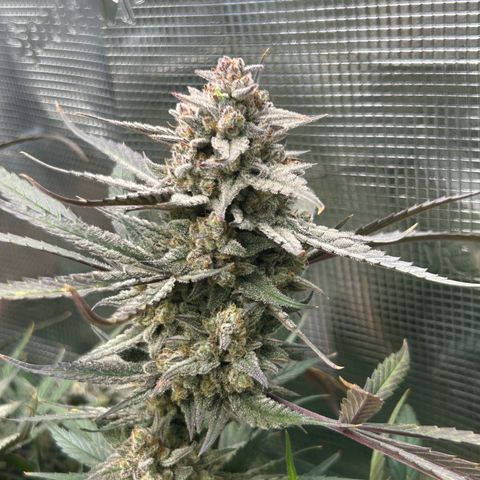 Strawberry Milk & Quookies growlog timeline photo