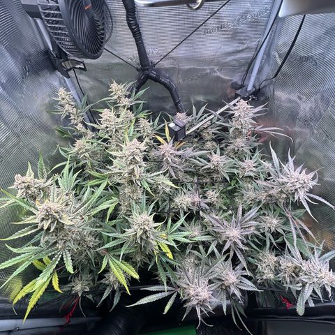 Strawberry Milk & Quookies growlog timeline photo
