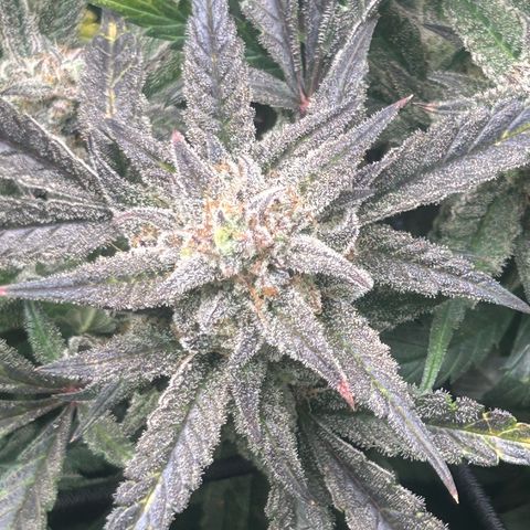 Strawberry Milk & Quookies growlog timeline photo