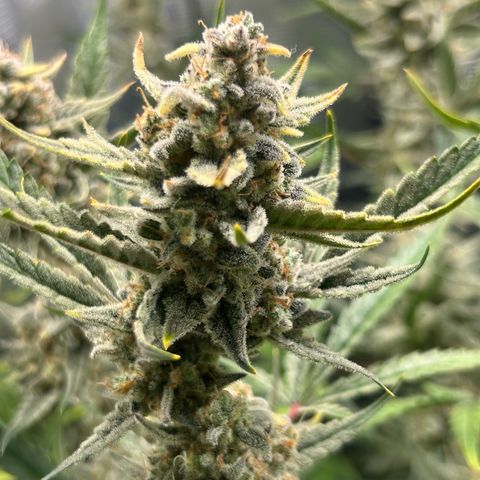 Strawberry Milk & Quookies growlog timeline photo