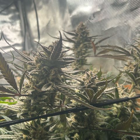 Strawberry Milk & Quookies growlog timeline photo