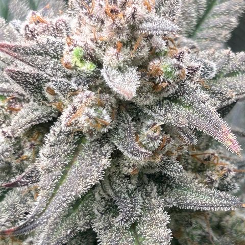 Strawberry Milk & Quookies growlog timeline photo