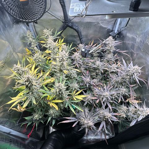 Strawberry Milk & Quookies growlog timeline photo