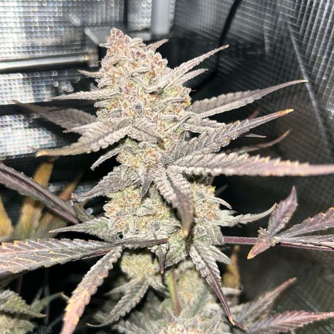 Strawberry Milk & Quookies growlog timeline photo