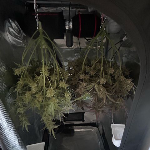 Strawberry Milk & Quookies growlog timeline photo