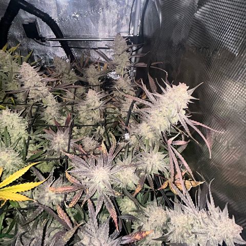 Strawberry Milk & Quookies growlog timeline photo