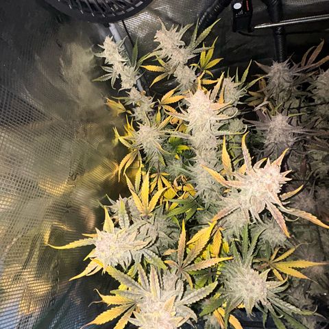 Strawberry Milk & Quookies growlog timeline photo