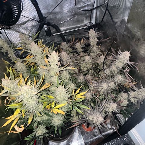 Strawberry Milk & Quookies growlog timeline photo