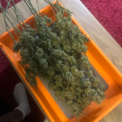 Strawberry Milk & Quookies growlog timeline photo