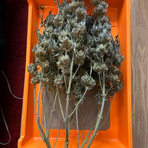 Strawberry Milk & Quookies growlog timeline photo