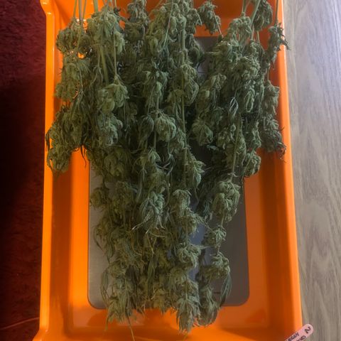 Strawberry Milk & Quookies growlog timeline photo