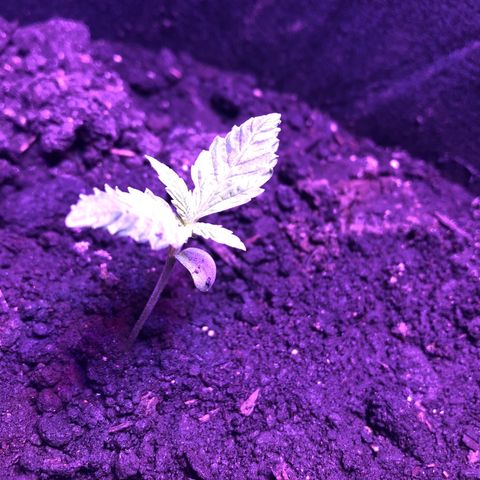 Unknown strain growlog photo